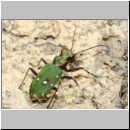 Cicindela campestris - Feld-Sandlaufkaefer 05c Tongrube-Lehmwand-Wallenhorst.jpg